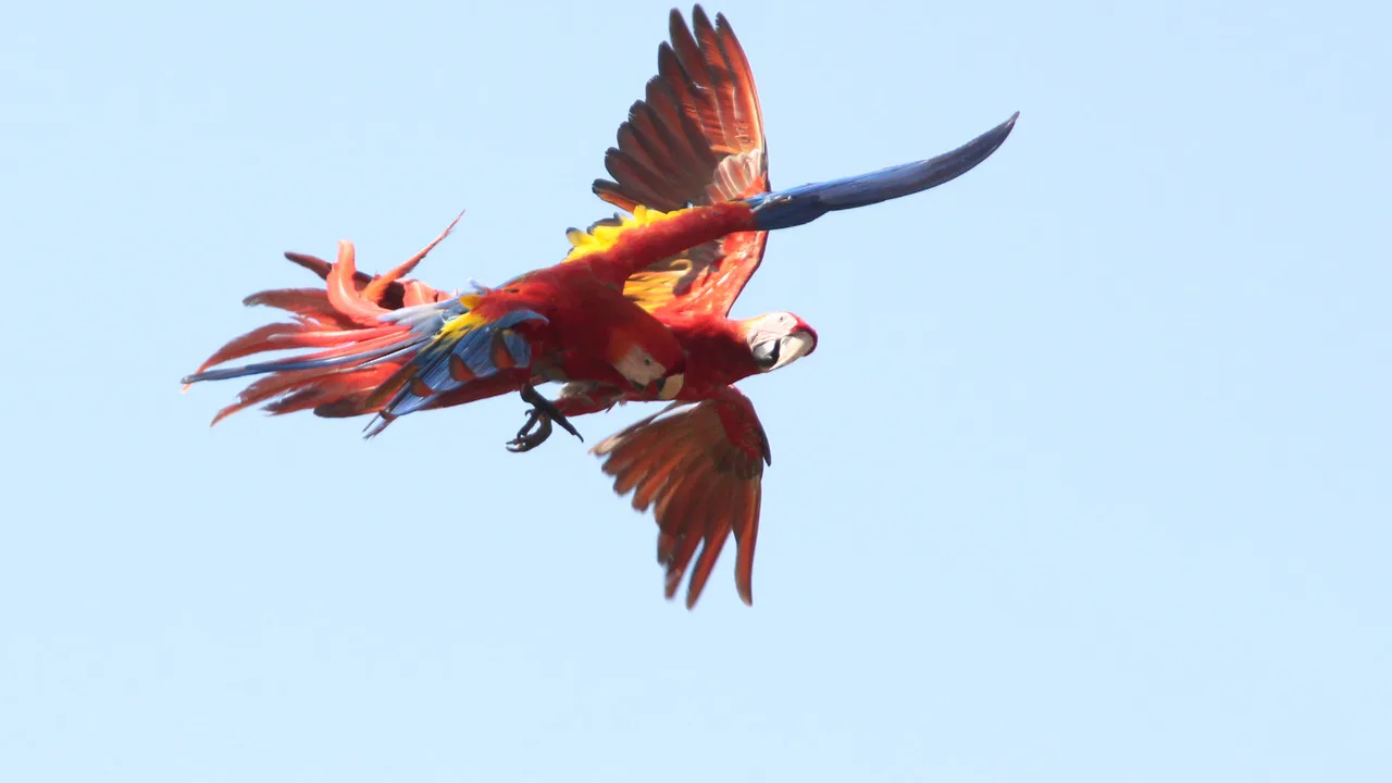 Scarlet macaw in flight · wildlife in situ